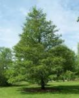 ⌘ ARBOREAL about Trees >> Common Alder > Alnus glutinosa ...