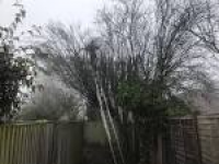Experienced and Qualified Tree Surgeon Reading. Call Now!