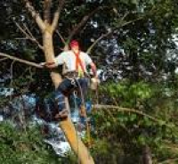 Pontypool Landscapers Tree Removal - Pontypool Landscape Gardeners