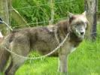 One of the female wolves - about 4 years old - Picture of UK Wolf ...