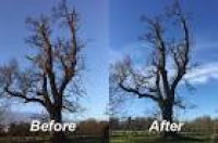 Tree Surgery Service Salisbury Andover - Tree Technique