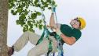 Tree and Shrub Care Services