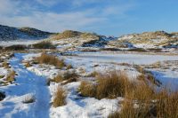 The first dunes of the reserve