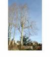 A1 Tree Specialist -