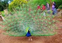 Belfast Zoo: peacock