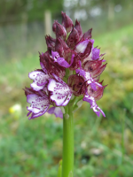 Lady orchid (Orchis purpurea)