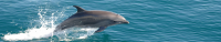 istock-dolphins.jpg