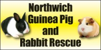 Northwich Guinea Pig and