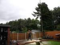 Gallery - Greater Manchester | MCC TREE CARE
