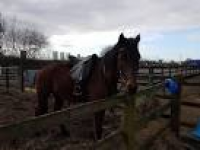 14.2hh horse cheshire - Horses and Ponies, Rehome Loan and Sell in ...