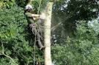 ... Tree Surgeons in Cornwall
