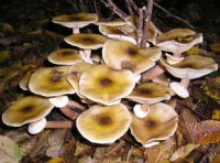 Honey Fungus from Wikipeda