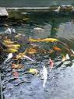 ... exhibitions: Koi in the ...