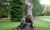 Tree Carving