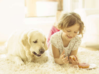 Dunamis Carpet Cleaning and