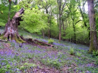 Bluebells in our woodland.