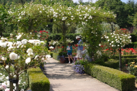 Rose Garden Rosemoor photo