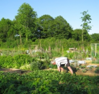 South Brent Allotments