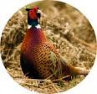 game pheasant in dorset