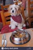 Muffin' eating at The Tempest dog friendly restaurant in Stock ...