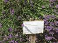 Somerset Lavender (Faulkland ...