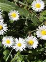 Daisy (Bellis perennis) Plant ...