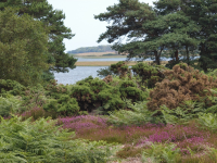 RSPB Arne is located on a