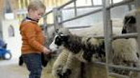 Boy feeding a sheep
