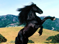 Friesian Stallion.