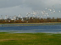 Gulls at Coombe Hill Nature