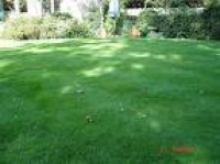 GreenThumb (Swindon) - Your Local Lawn Care Specialists