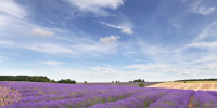 Lavender-field-in-the-