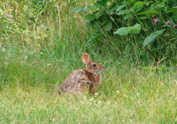 New England cottontail at