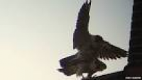 Peregrine falcon nest spotted on Cambridge University Library ...
