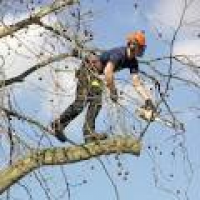 Professional tree surgery and ...