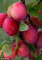 Ripe Victoria plums