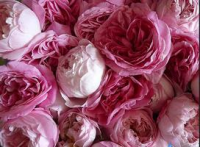 English Roses - May