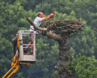 Hill-fort Tree Care and