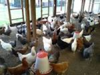 Chickens For Sale Lincolnshire