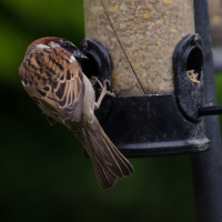 Sparrow #seeds #thurlby