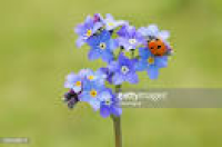 Forget Me Not Flowers On A Blue Background Stock Photo | Getty Images
