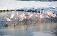 Flamingos in the water at ...