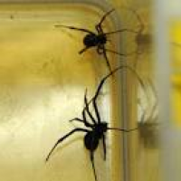 Spiders return to Norfolk marine firm - Latest Norwich News ...