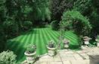 Lawn care results after lawn ...