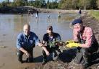 Volunteers help plant aquatic ...