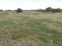 Collyweston Quarries | Wildlife Trust for Bedfordshire ...