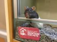 Adoption Centres in Pets at Home Stores