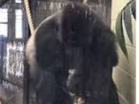 Gorilla escapes London Zoo ...