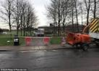 Morpeth council cuts down trees honouring Queen Mother | Daily ...