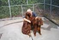 Challands Farm Boarding Kennels And Cattery Halam, Newark ...
